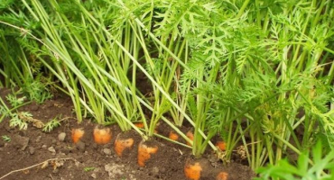 Seznam nejlepších odrůd mrkve pro rok 2022 a jak si vybrat, klady a zápory